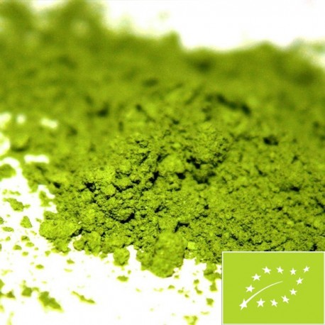 Matcha Biologico