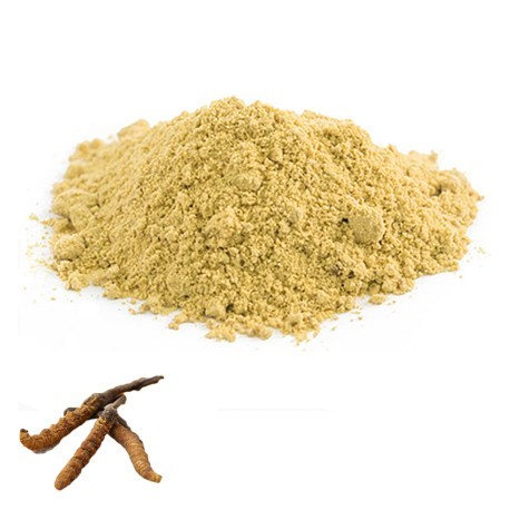 Cordyceps Sinensis (Kinesisk snyltekølle)